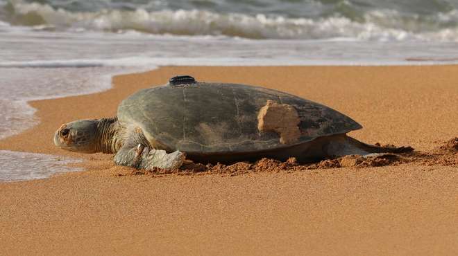A GPS tagged turtle on the beach