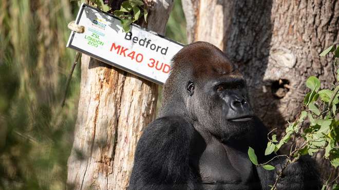 Kumbuka the gorilla poses next to the People's Postcode Lottery installation
