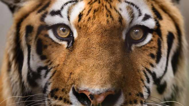 Bengal tiger eyes close-up