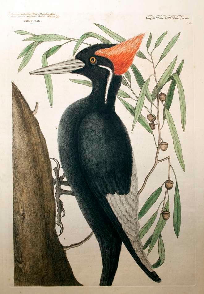 Catesby's large white billed woodpecker from volume 1 of ‘The natural history of Carolina, Florida and the Bahama Islands’. 