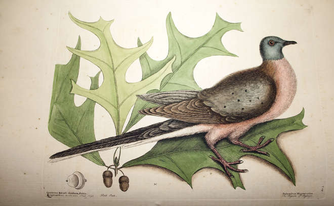Passenger pigeon from volume 1 of Catesby's Carolina parakeet from volume 1 of Catesby's ‘The natural history of Carolina, Florida and the Bahama Islands’. 