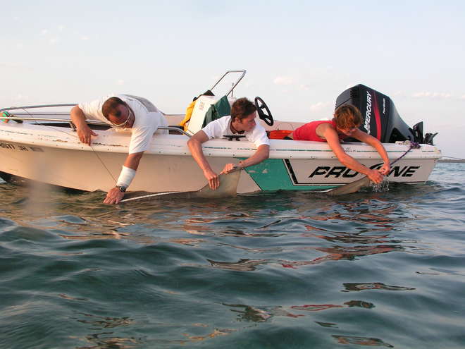 David Jacoby tagging a shark
