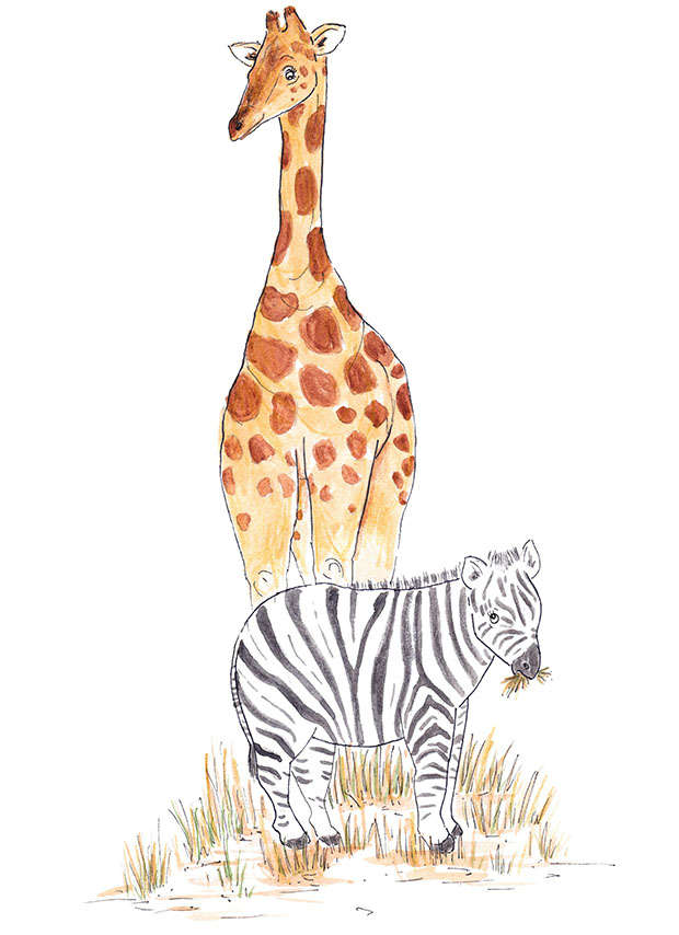 Nuru the giraffe