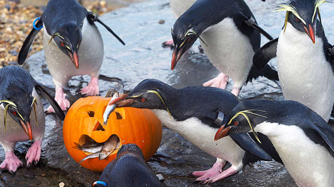 Rockhoppers at ZSL Whipsnade Zoo enjoy their fish hidden inside pumpkins