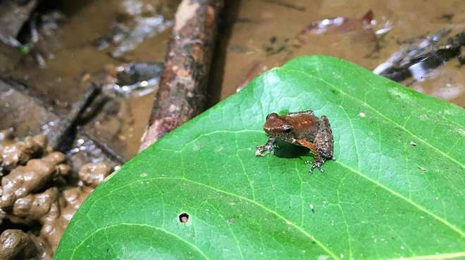 Photo - A small brown frog, sat on a large leaf next to a stream