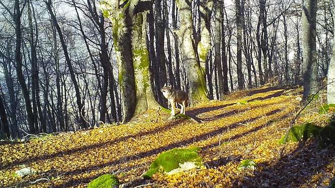 Photo - Camera trap image of a wolf in a sunny patch of forest, looking up at the trees.