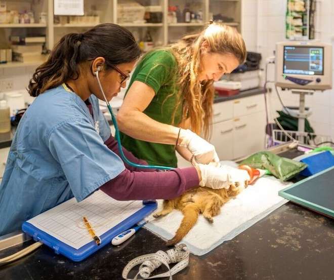 Student conducting surgery at London Zoo