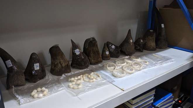 Photo - Metal shelf displaying several specimens of amputated rhino horn and ivory carvings