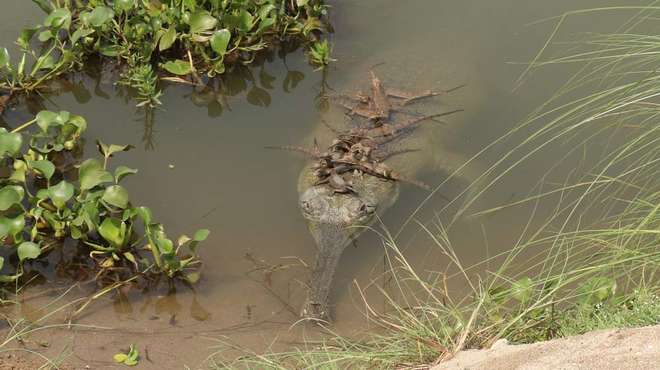 Photo - Adult gharial in a river, with several hatchlings clinging to it's back