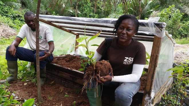 Photo- ZSL Cameroon  member Amandine holding a young plant as part of livelihood diversification activities