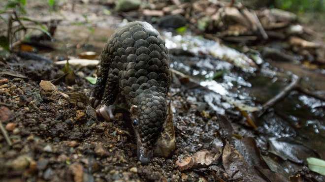Photo - Baby pangolin sniffing the dirt next to a shallow stream