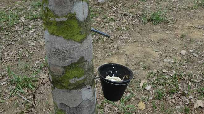 Photo - Rubber tree fitted with a spile, dripping rubber sap in to a bucket