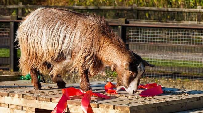 A pygmy goat explores a new Christmas present