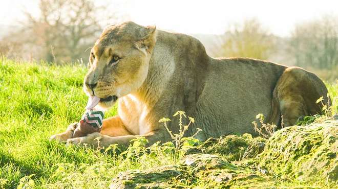 Our African lions enjoy a Christmas stocking at ZSL Whipsnade Zoo