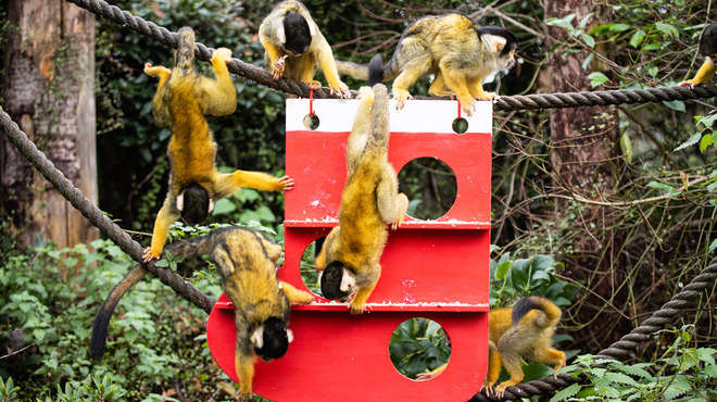 Squirrel monkeys woke up to find a new Christmas climbing frame in their In With the Monkeys home at ZSL London Zoo