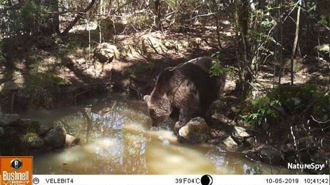 Photo - Camera trap image of a brown bear