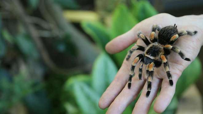 Photo - Close up of someone holding a red-kneed Tarantula at In with the Spiders at ZSL London Zoo