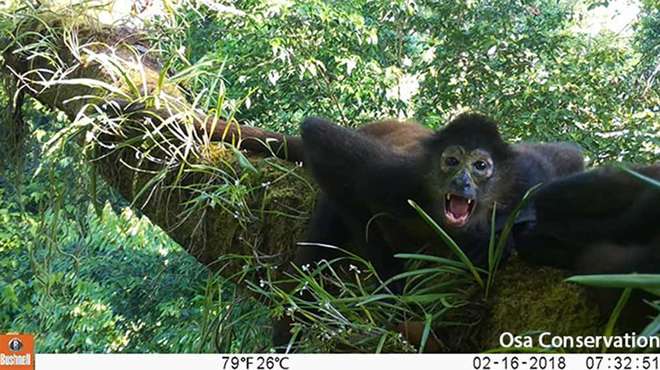 Photo - Camera trap image of a small dark brown spider monkey on a tree branch, looking into the lens with it's mouth open