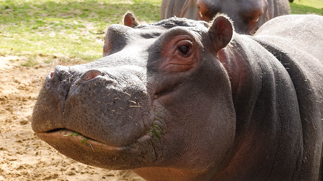 Hodor the hippo at ZSL Whipsnade Zoo