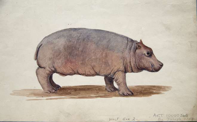 Obaysch the hippo - an original watercolour by Joseph Wolf.