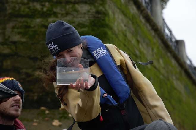 Conservation Biologist Phoebe Shaw Stewart, in the field on the River Thames