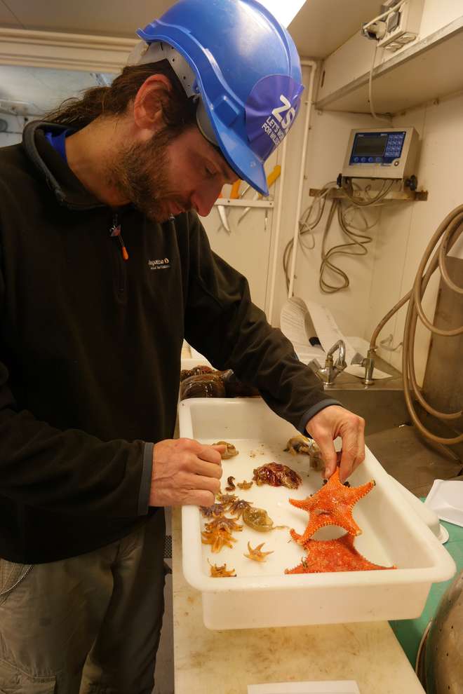 photo - ZSL researcher Chris Yesson examines a starfish onboard the research vessel