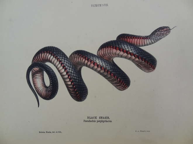 Colourful lithograph depicting a curling snake