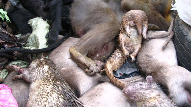 A mixture of dead animals collected for bushmeat