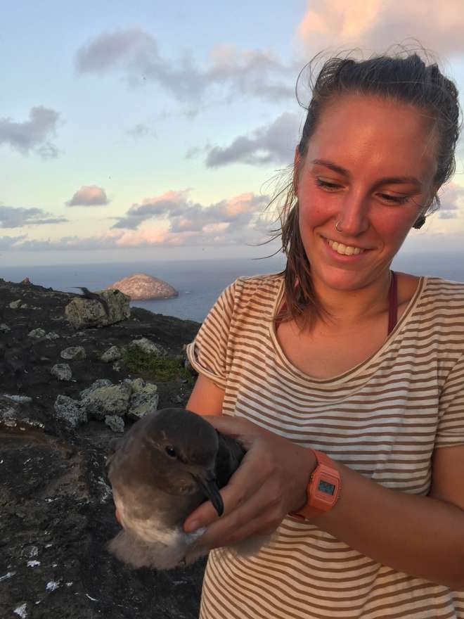 photo - PhD student Kirsty holds an adult Round Island Petrel