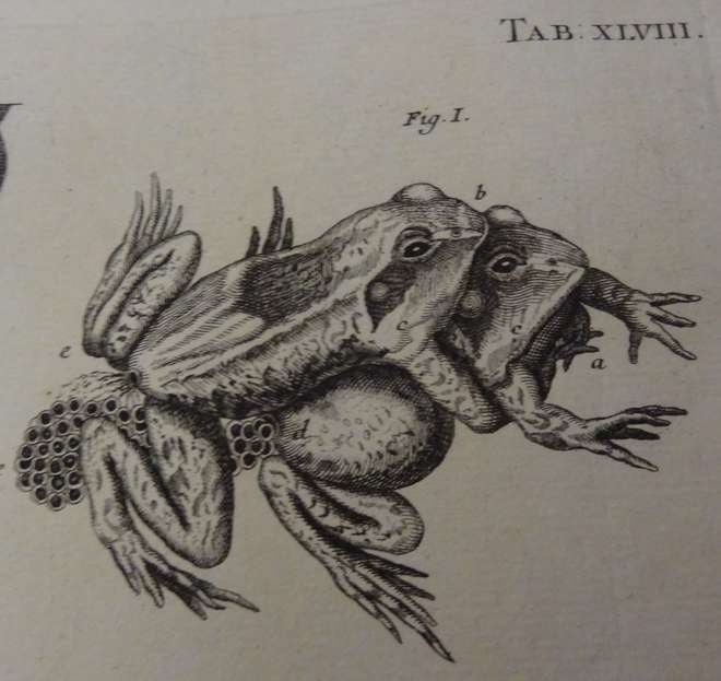 Uncoloured engraving of mating frogs