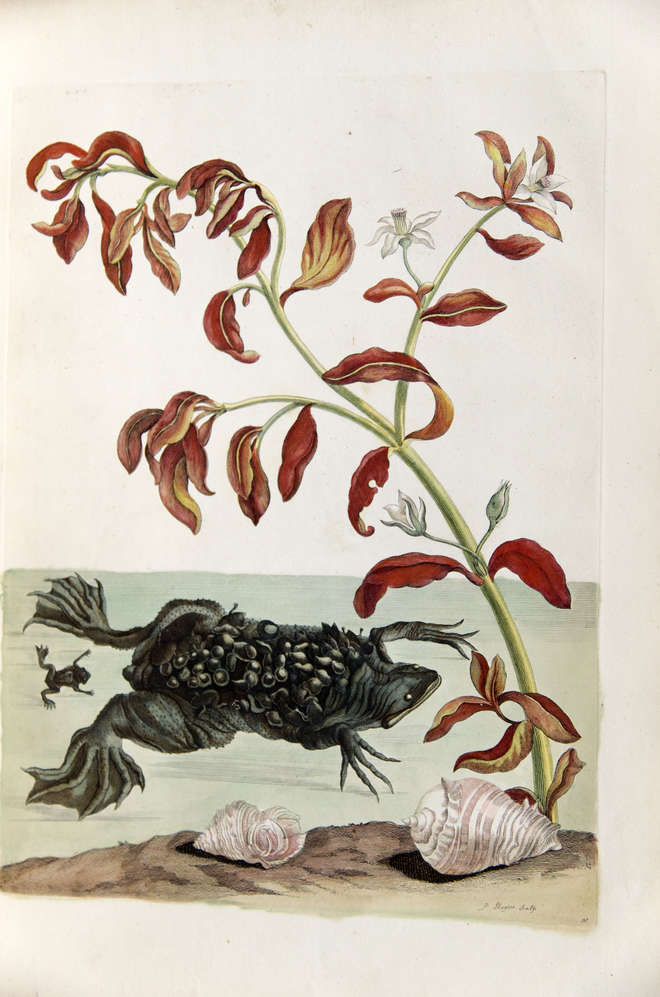 Coloured engraving of a Surinam toad with young on back