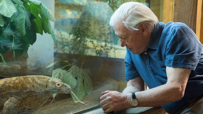 David attenborough looks at a lizard through glass