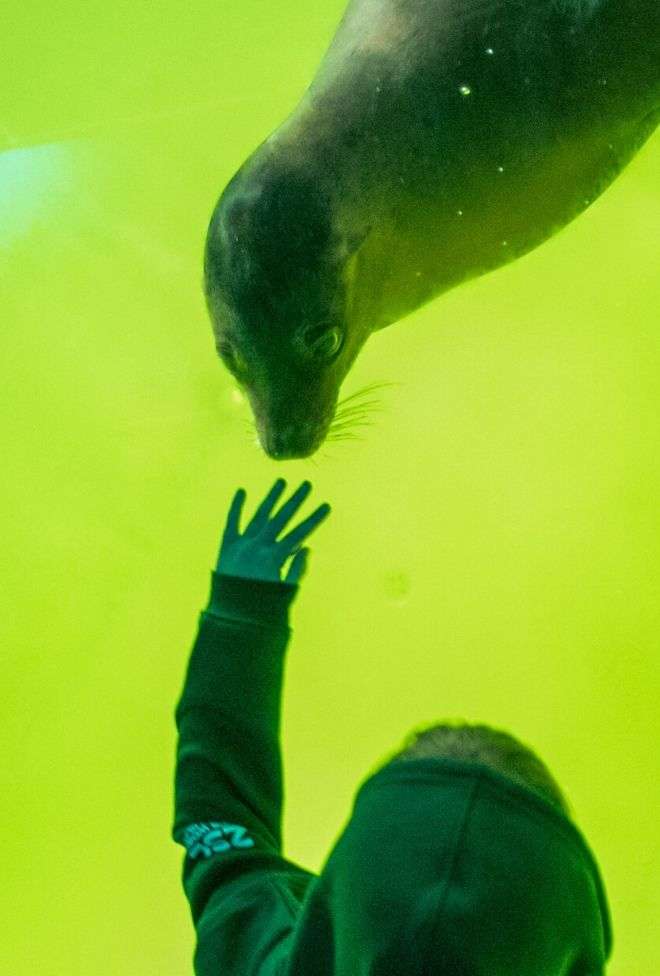 Boy stares at sea lion through glass