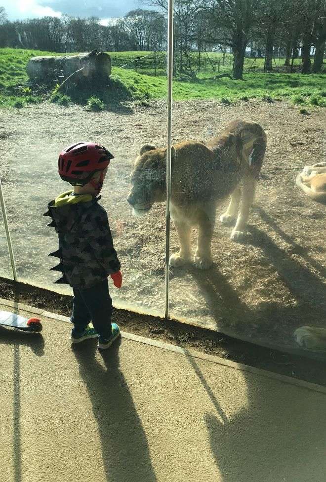 Boy looks through glass at lion at Whipsnade Zoo