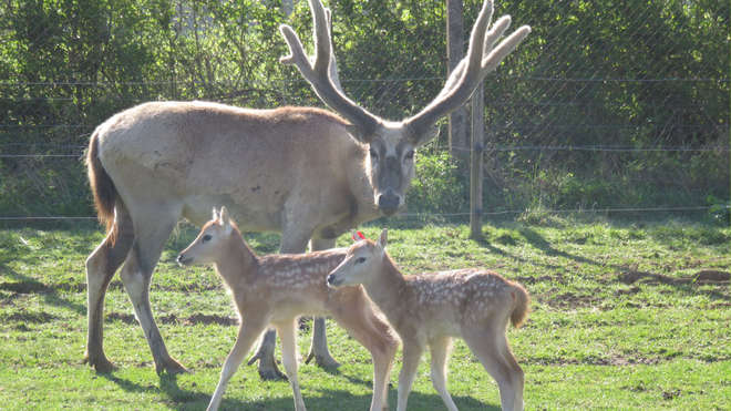 Deer foals with an adult on grass