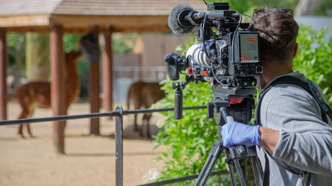 cameraman filming llamas in a paddock