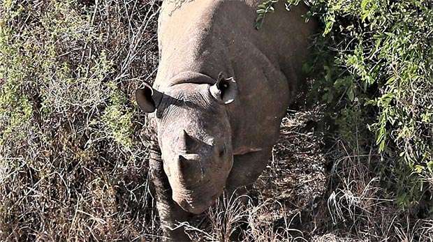 Picture of a male black rhino 