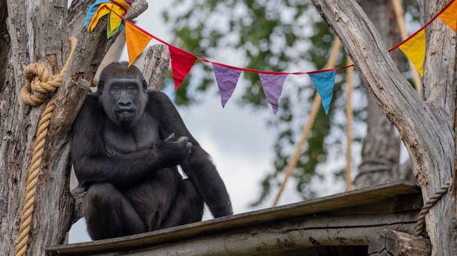 ZSL London Zoo’s gorilla troop celebrate the reopening
