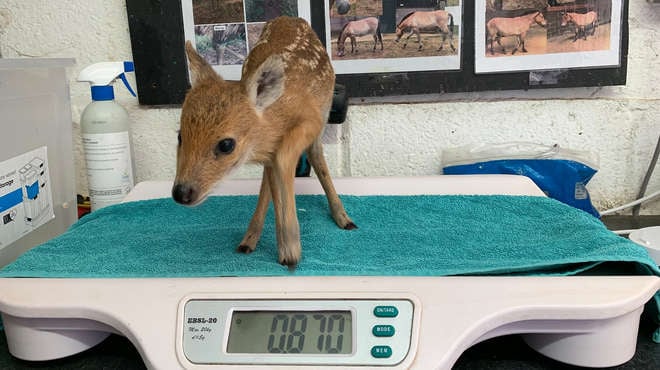 A Chinese water deer on the scales at ZSL Whipsnade Zoo