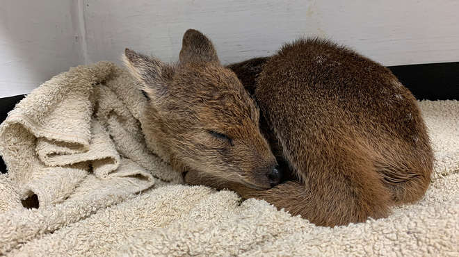 A sleepy Chinese water deer at ZSL Whipsnade Zoo