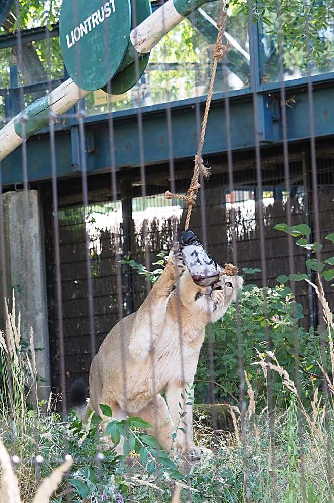 A lioness enjoys an icy treat from the Liontrust seesaw at ZSL London Zoo