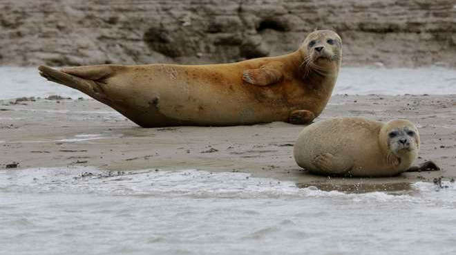 Two harbour seals lying on the mud bank 