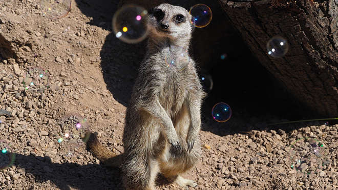 meerkat looks up at bubbles floating in the air