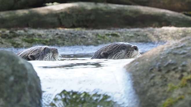 Otters Carol and Ernie at ZSL Whipsnade Zoo