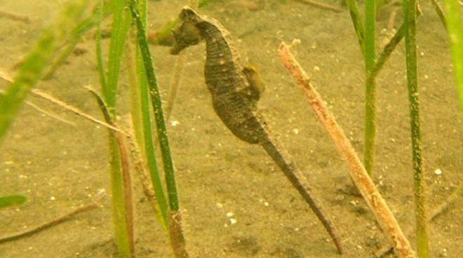 Seahorse swimming