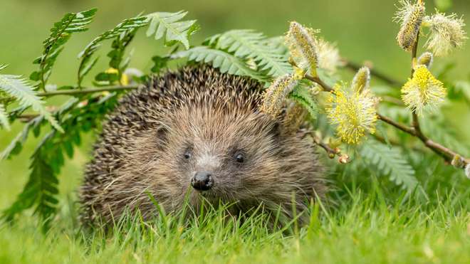 A hedgehog surrounded by greenery