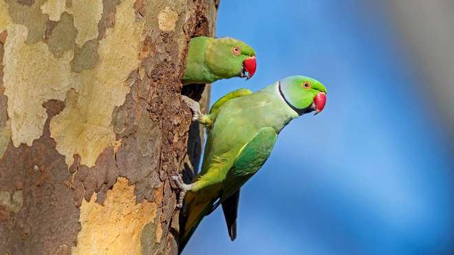 Pair of parakeets peeking out of a tree
