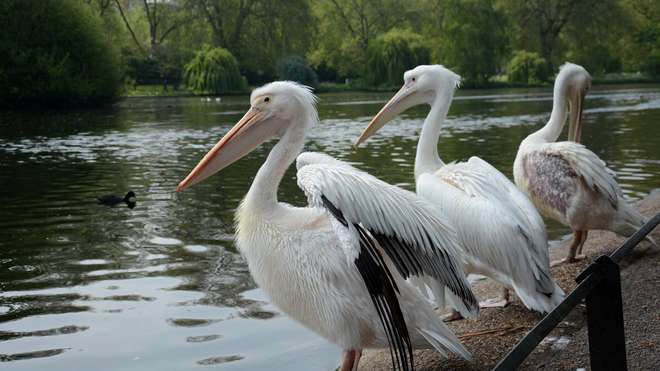 Pelicans in Regent's Park, London