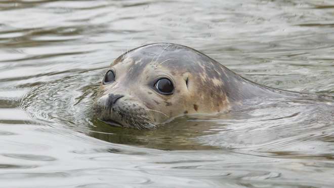 A seal swimming in the Thames, with its head poking out of the water