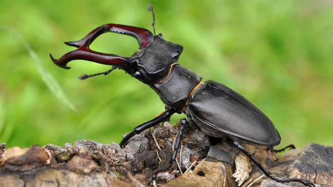 A magnificent stage beetle